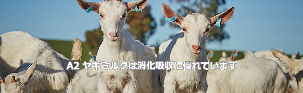 A2ヤギミルクは消化吸収に優れています